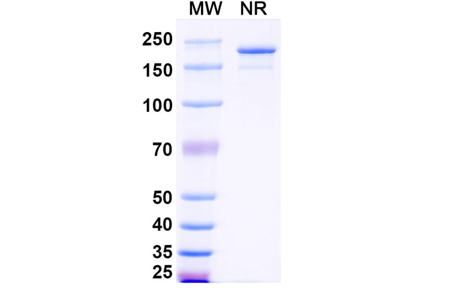 SDS-PAGE - Lumistobart Biosimilar - Anti-SIRP alpha Antibody - BSA and Azide free (A340728) - Antibodies.com