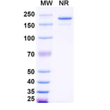 SDS-PAGE - Lumistobart Biosimilar - Anti-SIRP alpha Antibody - BSA and Azide free (A340728) - Antibodies.com