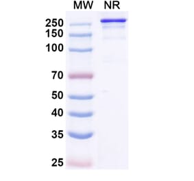 SDS-PAGE - Micvotabart Biosimilar - Anti-Fibronectin Antibody - BSA and Azide free (A340729) - Antibodies.com