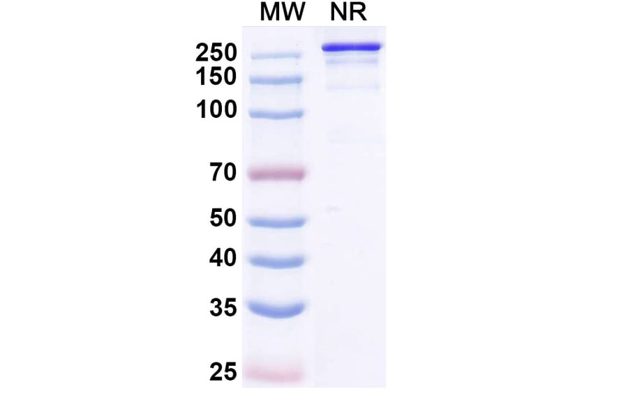 SDS-PAGE - Micvotabart Biosimilar - Anti-Fibronectin Antibody - BSA and Azide free (A340729) - Antibodies.com