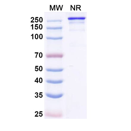 SDS-PAGE - Micvotabart Biosimilar - Anti-Fibronectin Antibody - BSA and Azide free (A340729) - Antibodies.com