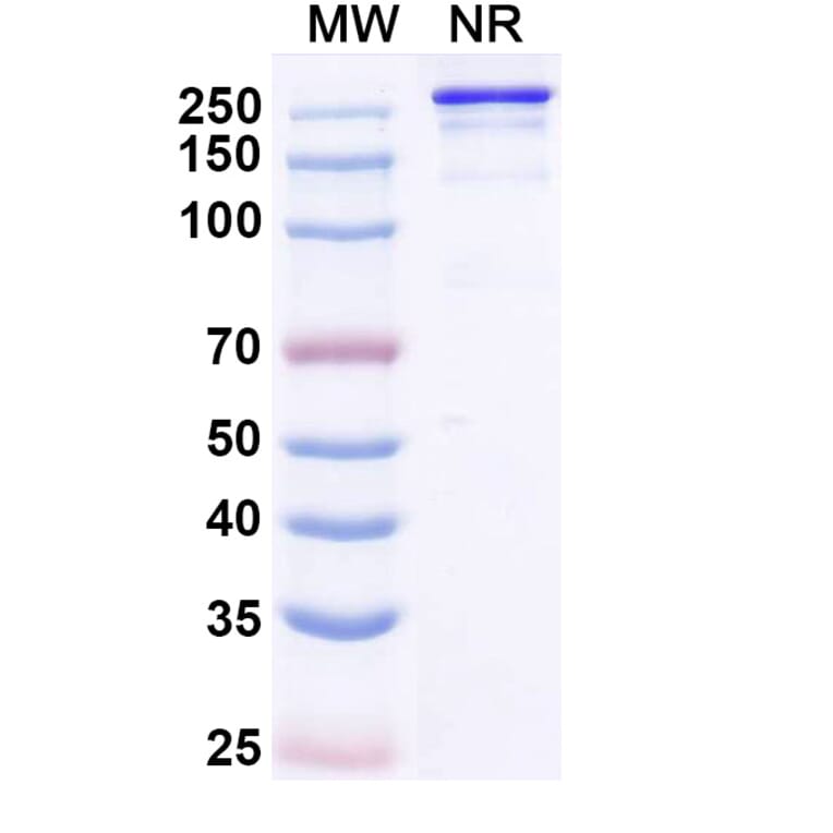 SDS-PAGE - Micvotabart Biosimilar - Anti-Fibronectin Antibody - BSA and Azide free (A340729) - Antibodies.com