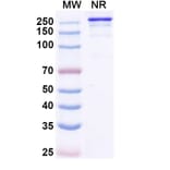SDS-PAGE - Micvotabart Biosimilar - Anti-Fibronectin Antibody - BSA and Azide free (A340729) - Antibodies.com