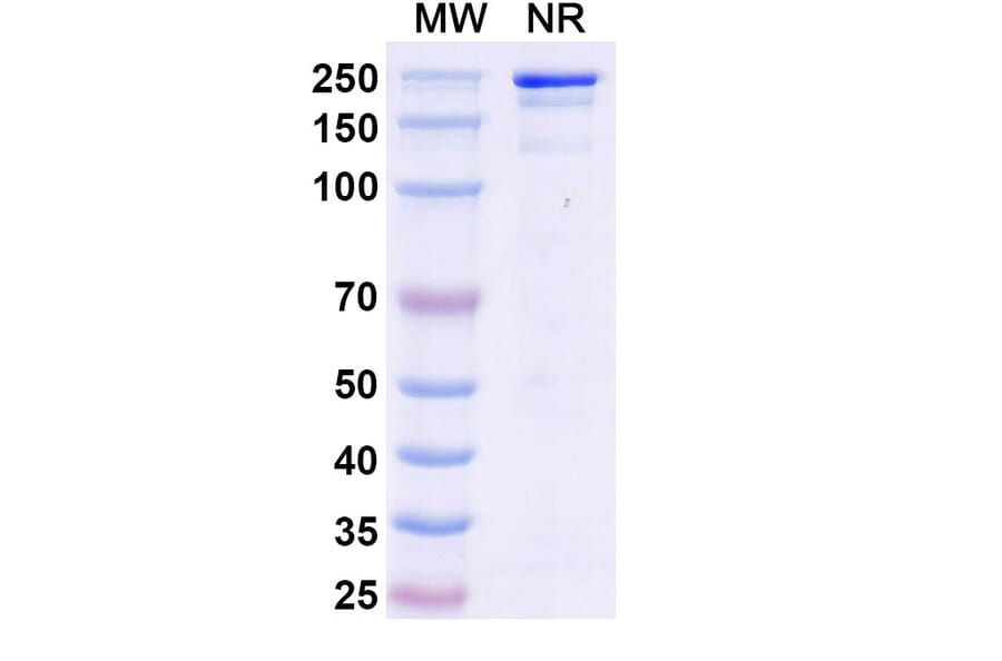 SDS-PAGE - Micvotabart Biosimilar - Anti-Fibronectin Antibody - BSA and Azide free (A340729) - Antibodies.com