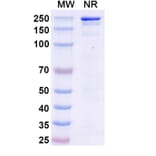 SDS-PAGE - Micvotabart Biosimilar - Anti-Fibronectin Antibody - BSA and Azide free (A340729) - Antibodies.com