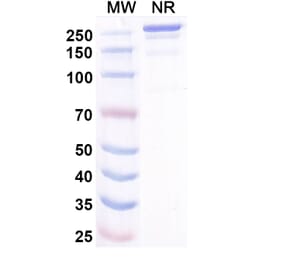 SDS-PAGE - Misitatug Biosimilar - Anti-Mesothelin Antibody - BSA and Azide free (A340731) - Antibodies.com
