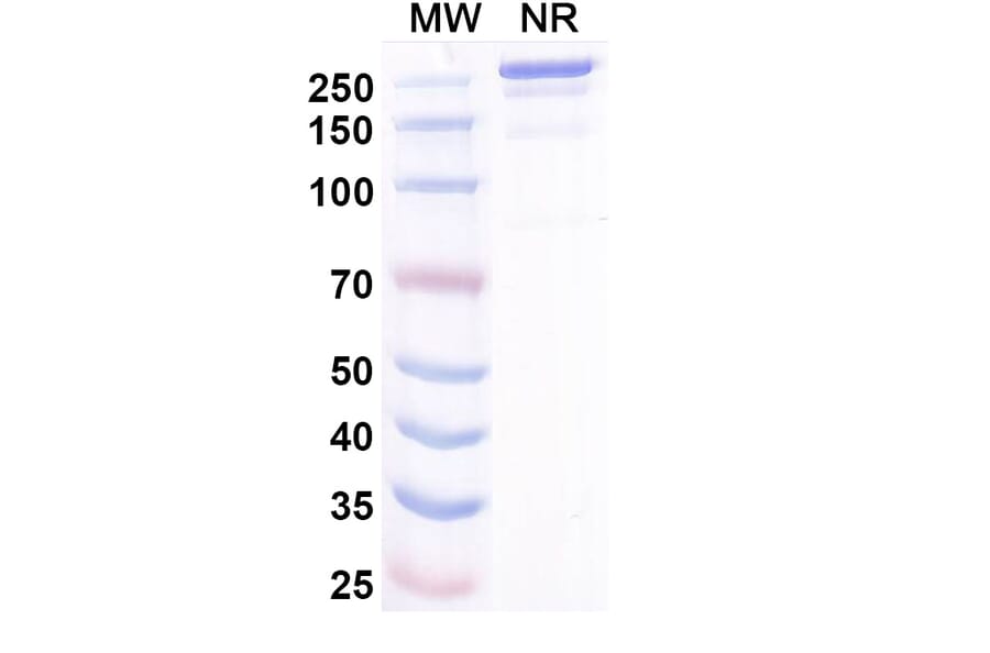 SDS-PAGE - Misitatug Biosimilar - Anti-Mesothelin Antibody - BSA and Azide free (A340731) - Antibodies.com