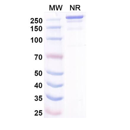SDS-PAGE - Misitatug Biosimilar - Anti-Mesothelin Antibody - BSA and Azide free (A340731) - Antibodies.com