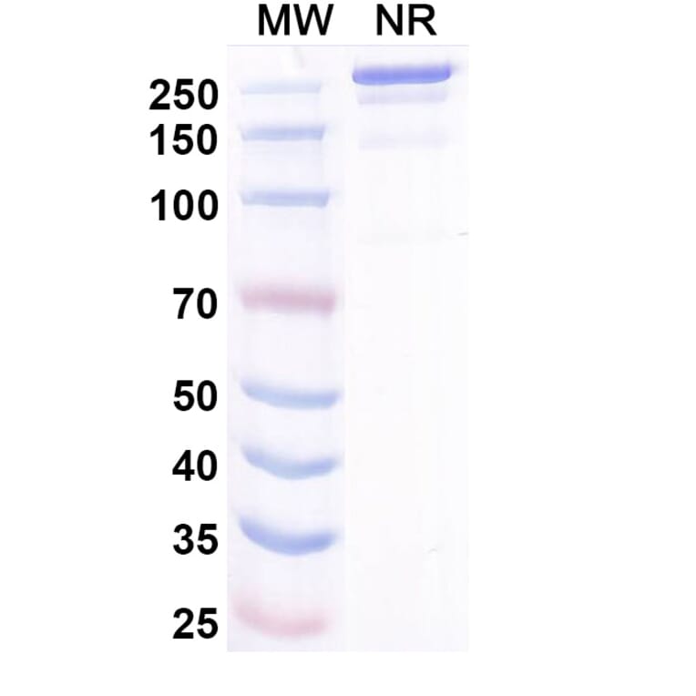 SDS-PAGE - Misitatug Biosimilar - Anti-Mesothelin Antibody - BSA and Azide free (A340731) - Antibodies.com