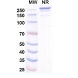 SDS-PAGE - Misitatug Biosimilar - Anti-Mesothelin Antibody - BSA and Azide free (A340731) - Antibodies.com