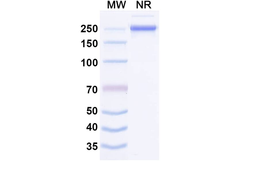SDS-PAGE - Misitatug Biosimilar - Anti-Mesothelin Antibody - BSA and Azide free (A340731) - Antibodies.com