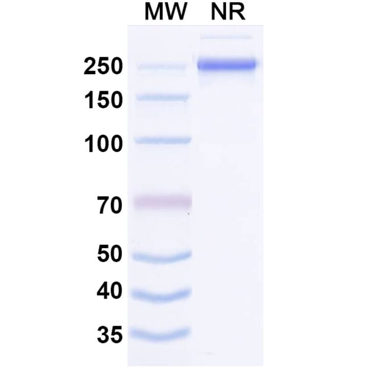 SDS-PAGE - Misitatug Biosimilar - Anti-Mesothelin Antibody - BSA and Azide free (A340731) - Antibodies.com