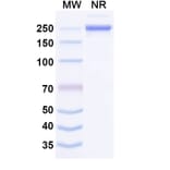 SDS-PAGE - Misitatug Biosimilar - Anti-Mesothelin Antibody - BSA and Azide free (A340731) - Antibodies.com