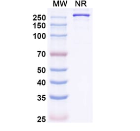 SDS-PAGE - Mozistobart Biosimilar - Anti-CD22 Antibody - BSA and Azide free (A340732) - Antibodies.com
