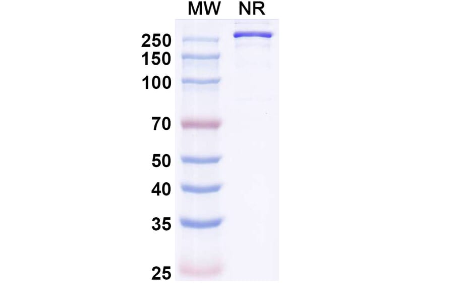 SDS-PAGE - Mozistobart Biosimilar - Anti-CD22 Antibody - BSA and Azide free (A340732) - Antibodies.com