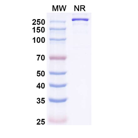 SDS-PAGE - Mozistobart Biosimilar - Anti-CD22 Antibody - BSA and Azide free (A340732) - Antibodies.com