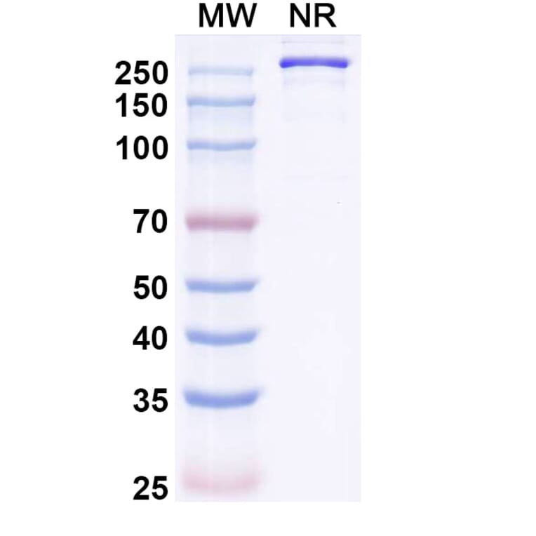 SDS-PAGE - Mozistobart Biosimilar - Anti-CD22 Antibody - BSA and Azide free (A340732) - Antibodies.com
