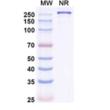 SDS-PAGE - Mozistobart Biosimilar - Anti-CD22 Antibody - BSA and Azide free (A340732) - Antibodies.com