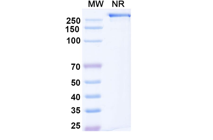 SDS-PAGE - Mozistobart Biosimilar - Anti-CD22 Antibody - BSA and Azide free (A340732) - Antibodies.com