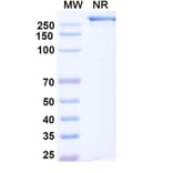 SDS-PAGE - Mozistobart Biosimilar - Anti-CD22 Antibody - BSA and Azide free (A340732) - Antibodies.com