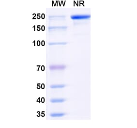 SDS-PAGE - Navenibart Biosimilar - Anti-KLKB1 Antibody - BSA and Azide free (A340733) - Antibodies.com