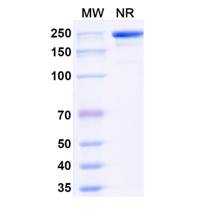 SDS-PAGE - Navenibart Biosimilar - Anti-KLKB1 Antibody - BSA and Azide free (A340733) - Antibodies.com