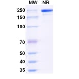SDS-PAGE - Navenibart Biosimilar - Anti-KLKB1 Antibody - BSA and Azide free (A340733) - Antibodies.com