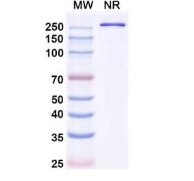SDS-PAGE - Olintatug Biosimilar - Anti-KAAG1 Antibody - BSA and Azide free (A340735) - Antibodies.com