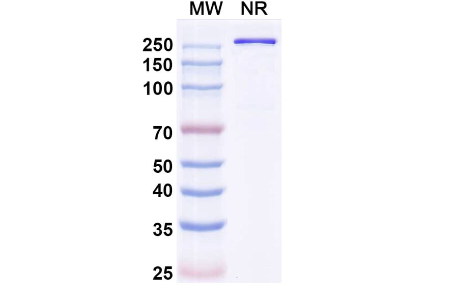 SDS-PAGE - Olintatug Biosimilar - Anti-KAAG1 Antibody - BSA and Azide free (A340735) - Antibodies.com