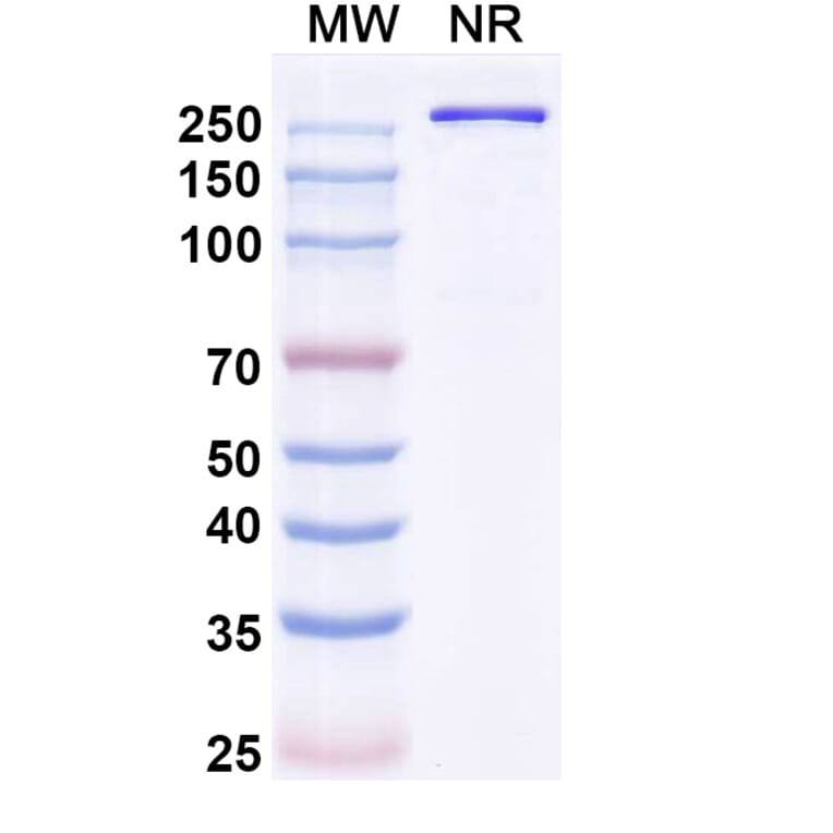 SDS-PAGE - Olintatug Biosimilar - Anti-KAAG1 Antibody - BSA and Azide free (A340735) - Antibodies.com
