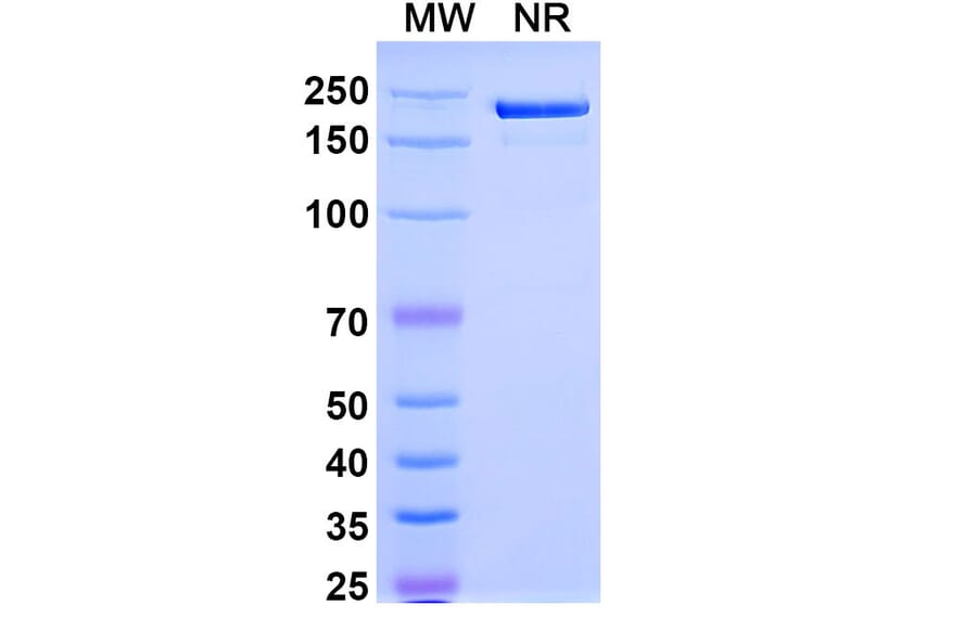 SDS-PAGE - Olintatug Biosimilar - Anti-KAAG1 Antibody - BSA and Azide free (A340735) - Antibodies.com