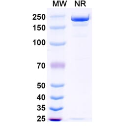 SDS-PAGE - Opugotamig Biosimilar - Anti-FOLR1 Antibody - BSA and Azide free (A340736) - Antibodies.com