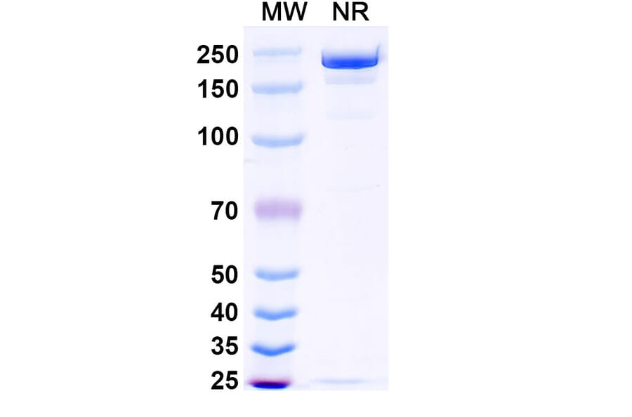 SDS-PAGE - Opugotamig Biosimilar - Anti-FOLR1 Antibody - BSA and Azide free (A340736) - Antibodies.com
