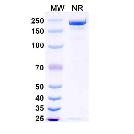 SDS-PAGE - Opugotamig Biosimilar - Anti-FOLR1 Antibody - BSA and Azide free (A340736) - Antibodies.com