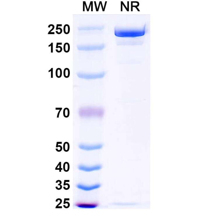 SDS-PAGE - Opugotamig Biosimilar - Anti-FOLR1 Antibody - BSA and Azide free (A340736) - Antibodies.com