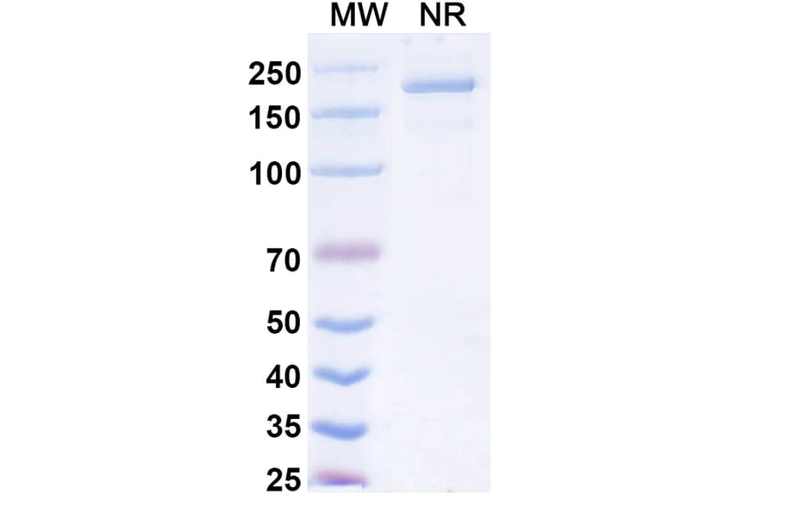 SDS-PAGE - Opugotamig Biosimilar - Anti-FOLR1 Antibody - BSA and Azide free (A340736) - Antibodies.com