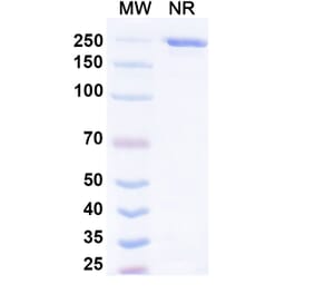 SDS-PAGE - Rinatabart Biosimilar - Anti-FOLR1 Antibody - BSA and Azide free (A340737) - Antibodies.com