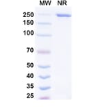 SDS-PAGE - Rinatabart Biosimilar - Anti-FOLR1 Antibody - BSA and Azide free (A340737) - Antibodies.com