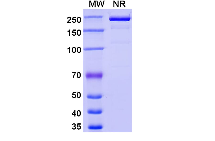SDS-PAGE - Rinatabart Biosimilar - Anti-FOLR1 Antibody - BSA and Azide free (A340737) - Antibodies.com