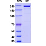 SDS-PAGE - Rinatabart Biosimilar - Anti-FOLR1 Antibody - BSA and Azide free (A340737) - Antibodies.com