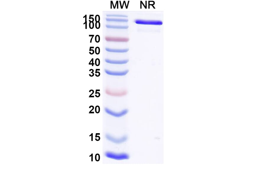 SDS-PAGE - Ozureprubart Biosimilar - Anti-IgE Antibody - BSA and Azide free (A340738) - Antibodies.com