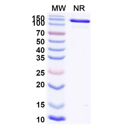 SDS-PAGE - Ozureprubart Biosimilar - Anti-IgE Antibody - BSA and Azide free (A340738) - Antibodies.com