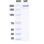 SDS-PAGE - Ozureprubart Biosimilar - Anti-IgE Antibody - BSA and Azide free (A340738) - Antibodies.com