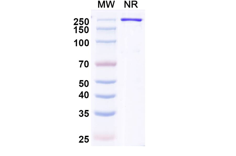 SDS-PAGE - Ozureprubart Biosimilar - Anti-IgE Antibody - BSA and Azide free (A340738) - Antibodies.com