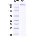 SDS-PAGE - Ozureprubart Biosimilar - Anti-IgE Antibody - BSA and Azide free (A340738) - Antibodies.com