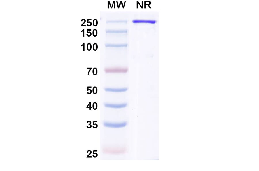 SDS-PAGE - Ozureprubart Biosimilar - Anti-IgE Antibody - BSA and Azide free (A340738) - Antibodies.com