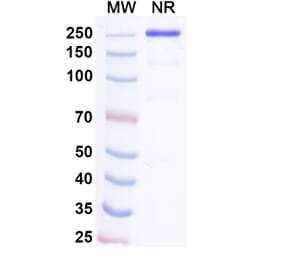 SDS-PAGE - Pacibekitug Biosimilar - Anti-IL-6 Antibody - BSA and Azide free (A340739) - Antibodies.com