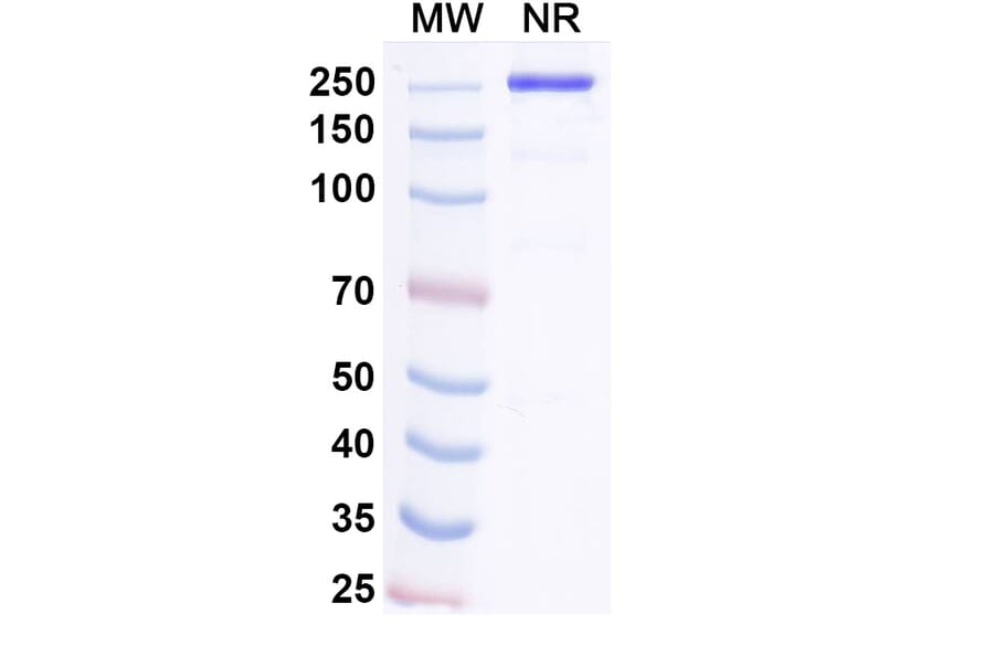 SDS-PAGE - Pacibekitug Biosimilar - Anti-IL-6 Antibody - BSA and Azide free (A340739) - Antibodies.com