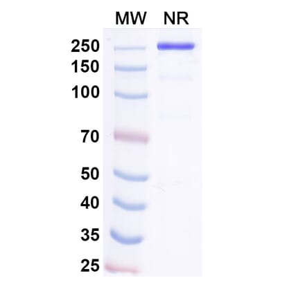 SDS-PAGE - Pacibekitug Biosimilar - Anti-IL-6 Antibody - BSA and Azide free (A340739) - Antibodies.com