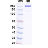 SDS-PAGE - Pacibekitug Biosimilar - Anti-IL-6 Antibody - BSA and Azide free (A340739) - Antibodies.com